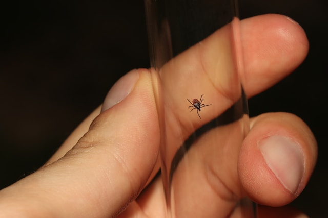 Debunking Common Myths About Lyme Disease Diagnosis