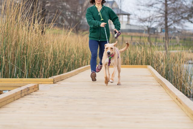 A Simpler Way To Support Your Dog’s Digestive Health: PetLabCo. Probiotic Chew