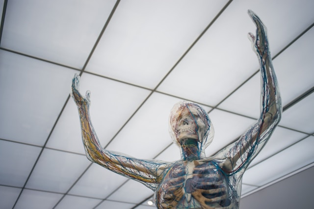 Healthy Circulation As The Foundation Of Whole-Body Wellness